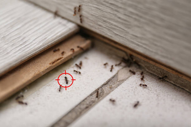 Best Affordable Pest Control Services  in Kaneohe, HI