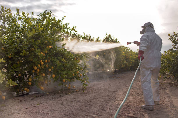 Best Affordable Pest Control Services  in Kaneohe, HI
