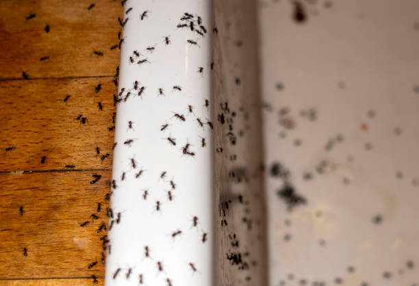 Best Local Pest Control Services  in Kaneohe, HI