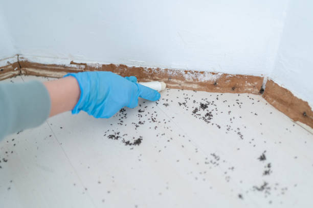 Best Pest Control Treatment  in Kaneohe, HI